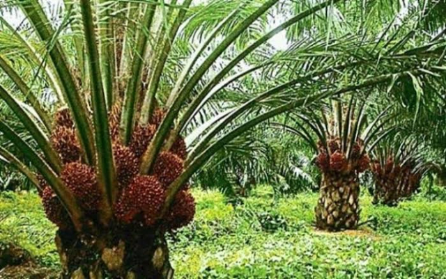 Indonesia Ajak Malaysia Bersinergi Hadapi Kampanye Negatif Kelapa Sawit, Airlangga: Caranya Lewat Narasi Berbasis Sains