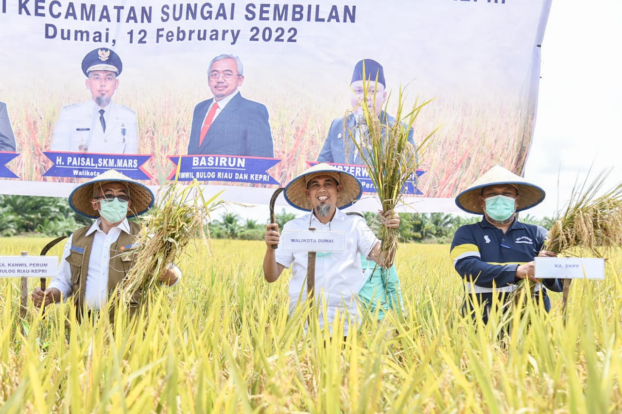 Wali Kota Dumai Panen Raya Tanaman Padi di Kelurahan Tanjung Penyembal