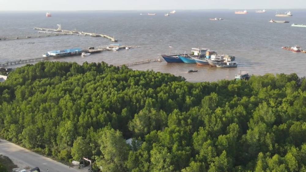 Hijauin Dumai Yuk! Tanam Bakau dan Explore Taman Edu Ekowisata Bakau