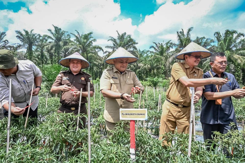 Panen Raya Komoditas Cabe Keriting, Poktan Tani Jaya Siap Berkontribusi Dalam Pemenuhan Kebutuhan Pasar Di Kota Dumai 