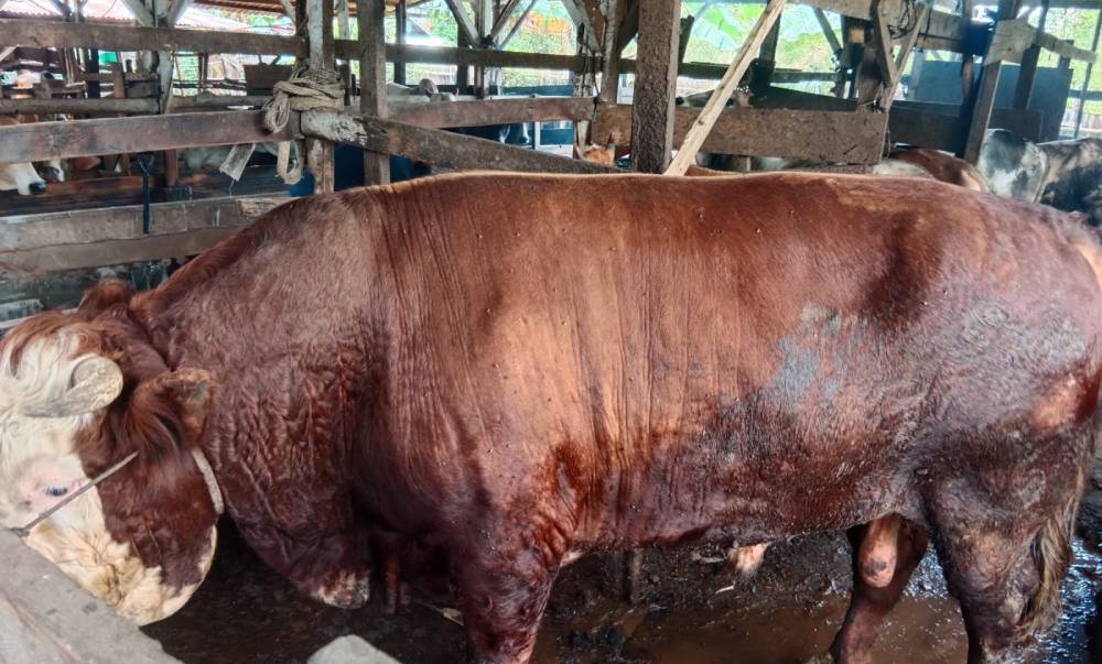 1 Ekor Sapi Kurban Presiden Prabowo Dengan Bobot 750kg Di Kota Dumai Dibeli Dari Petani Lokal Asal Purnama 