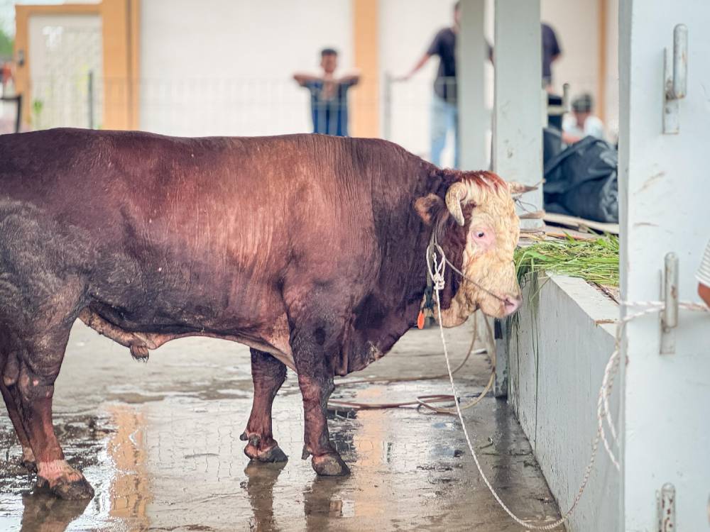 985 Sapi Kurban dari Presiden Prabowo untuk Indonesia, Wujud Kepedulian Pemerintah Kepada Masyarakat dari Sabang Sampai Merauke
