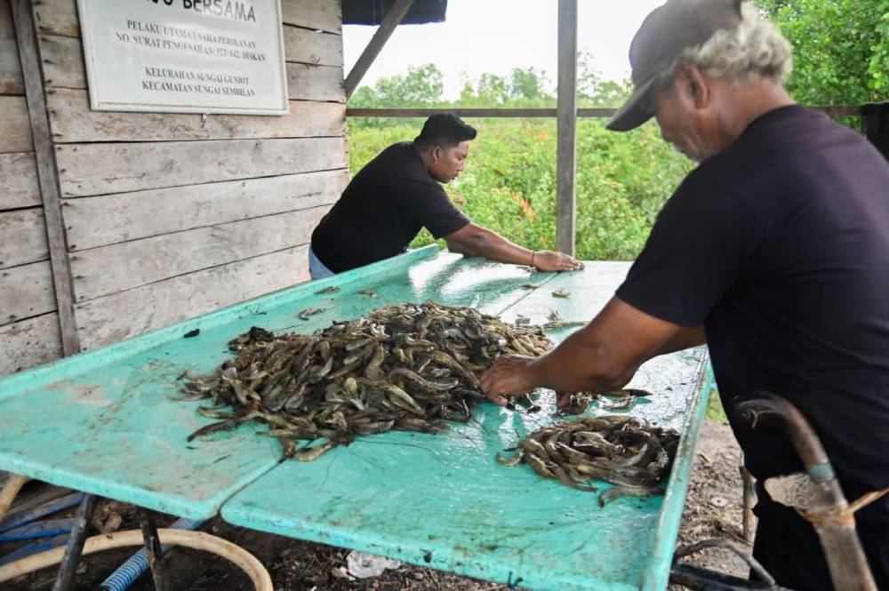 Potensi Emas Sektor Udang, Peluang Besar Gali Potensi Bagi Masyarakat dan Investor 