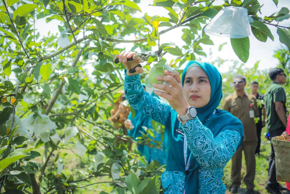 Ketua TP PKK Provinsi Riau Panen Jambu Crystal di Eco Park Teluk Makmur, Dorong Pengembangan Hasil Pertanian Lokal