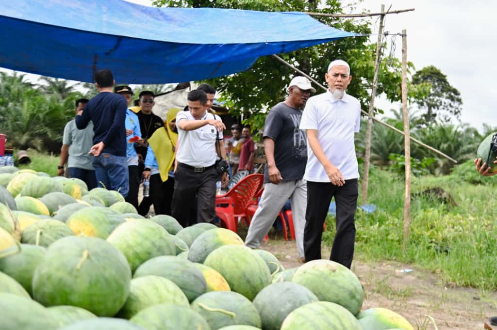 Wako H. Paisal Ikut Panen Raya Semangka, Dorong Pengembangan Hortikultura untuk Ketahanan Pangan di Dumai Kota Idaman