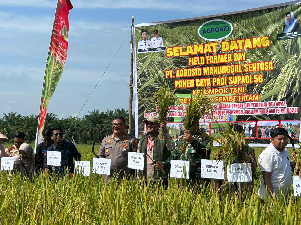Lahan 1 Hektar Hasilkan 7,2 Ton Padi Supadi 56, Panen Raya di Tanjung Penyembal Jadi Bukti Semangat Swasembada Pangan Dumai