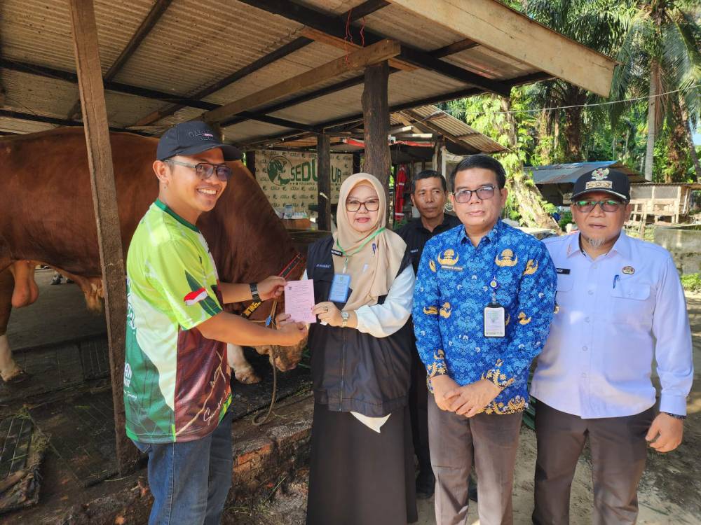 Sapi Jumbo "Samson" Asal Jayamukti Terpilih Jadi Hewan Kurban Presiden Prabowo di Dumai Kota Idaman